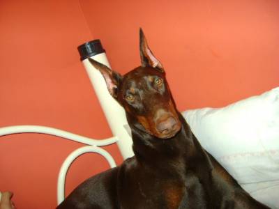 Filhote de Dobermann