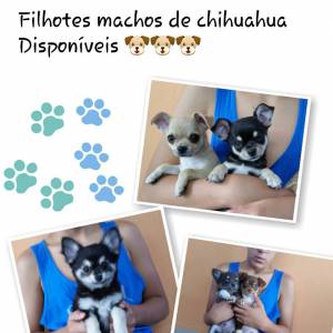 Lindos Machos de Chihuahua Lindos Machos de Chihuahua