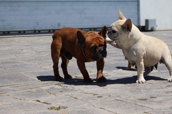 Bulldog Frances