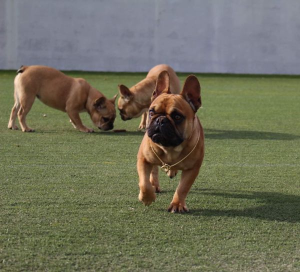 Bulldog Frances