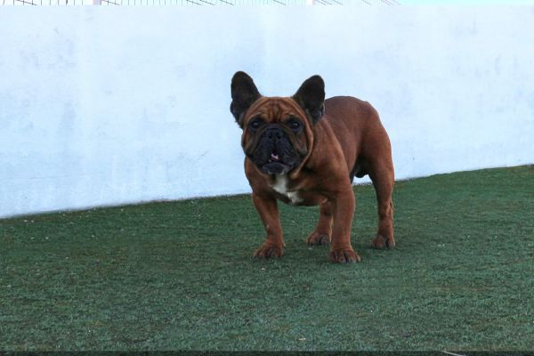 Bulldog Frances