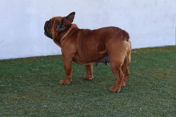 Bulldog Frances