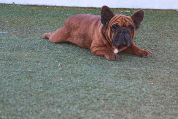 Bulldog Frances