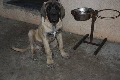 Venda de Ninhada de Mastiff Ingls