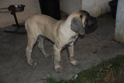 Venda de Ninhada de Mastiff Ingls