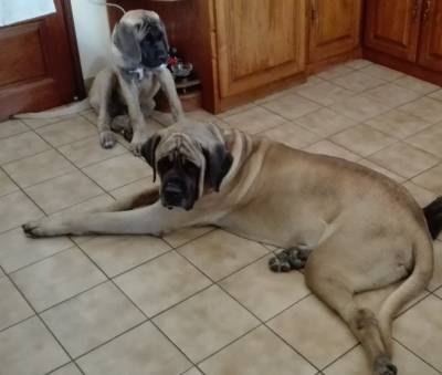 Venda de Ninhada de Mastiff Ingls