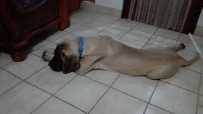 Venda de Ninhada de Mastiff Ingls