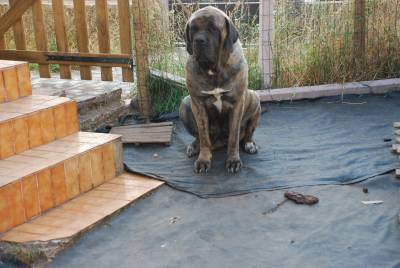 Venda de Ninhada de Mastiff Ingls