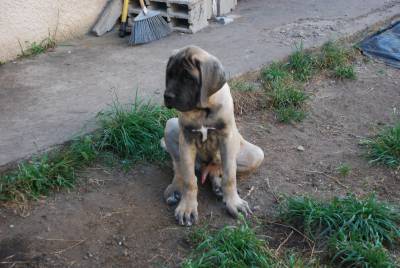 Venda de Ninhada de Mastiff Ingls