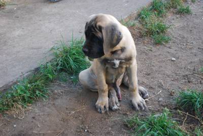 Venda de Ninhada de Mastiff Ingls