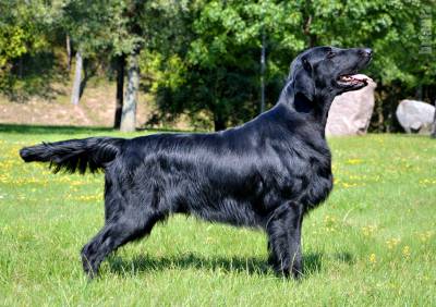 Ninhada de Flat Coated Retriever