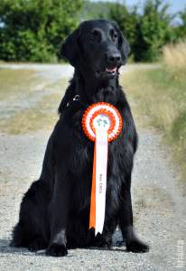 Ninhada de Flat Coated Retriever