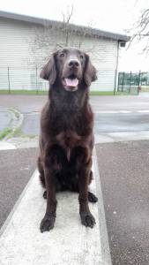 Ninhada de Flat Coated Retriever