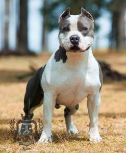 Criao da raa American Staffordshire Terrier