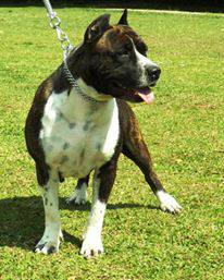 Criao da raa American Staffordshire Terrier