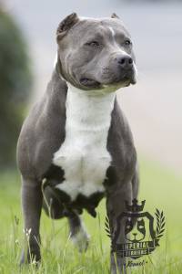 Criao da raa American Staffordshire Terrier