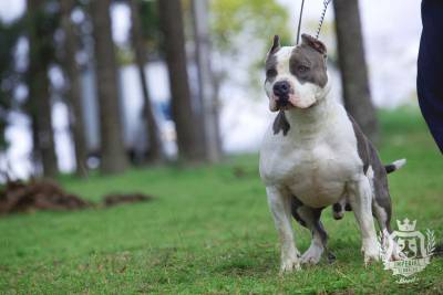 Criao da raa American Staffordshire Terrier