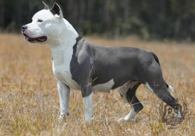 Criao da raa American Staffordshire Terrier