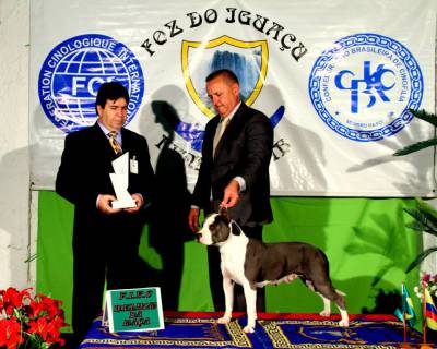 Criao da raa American Staffordshire Terrier