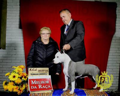 Criao da raa American Staffordshire Terrier