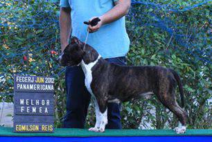 Criao da raa American Staffordshire Terrier