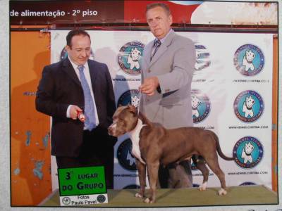 Criao da raa American Staffordshire Terrier