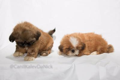 Filhotes de shih tzu Rio