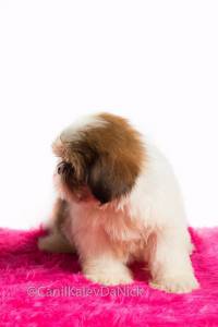 Filhotes de shih tzu Rio