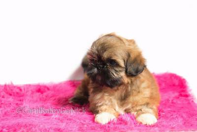 Filhotes de shih tzu Rio