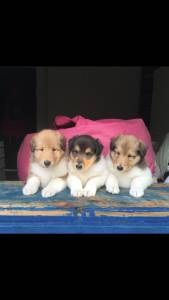 Filhotes de Collie Pelo Longo