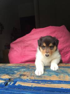 Filhotes de Collie Pelo Longo