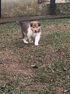 Filhotes de Collie Pelo Longo