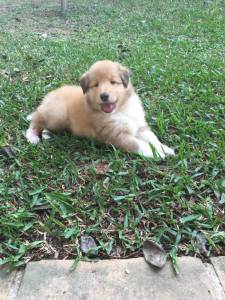 Filhotes de Collie Pelo Longo