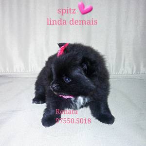 Spitz lulu da pom feminha maravilhosa parc cartao Spitz lulu da pom feminha maravilhosa parc cartao