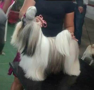 Filhotes de shih tzu