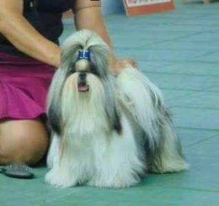 Filhotes de shih tzu