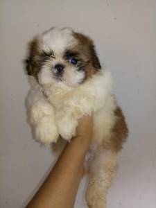 Filhotes de shih tzu