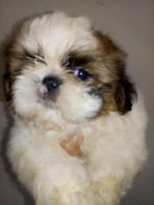 Filhotes de shih tzu