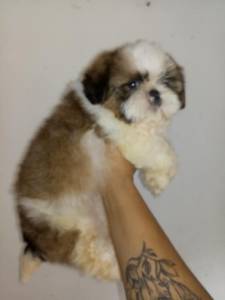 Filhotes de shih tzu