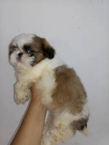 Filhotes de shih tzu