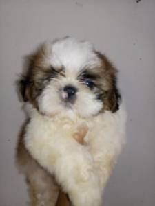 Filhotes de shih tzu