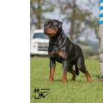 Rottweiler Macho Disponvel para monta Rio de Janeiro Rio De Janeiro