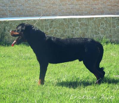 Macho Disponvel para monta