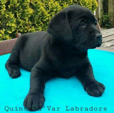 Seleo criao e venda de Labrador Retriever