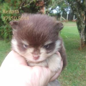 Spitz anao chocotan olhos esverdeados