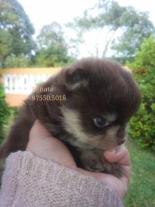 Spitz anao chocotan olhos esverdeados