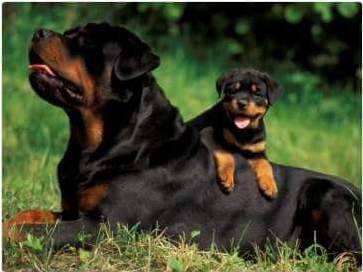 filhotes de rottweiler