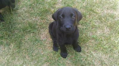 Retriever do Labrador Pretos com LOP