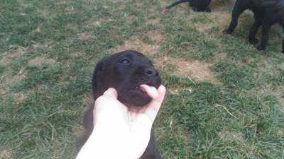 Retriever do Labrador Pretos com LOP