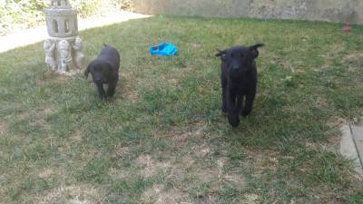 Retriever do Labrador Pretos com LOP